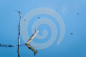 Lonely Blue Eyed Darner