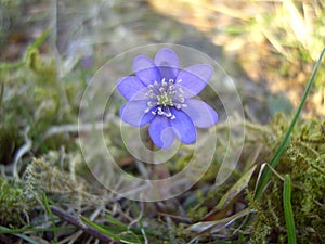 A lonely blue hepatica in the early spring