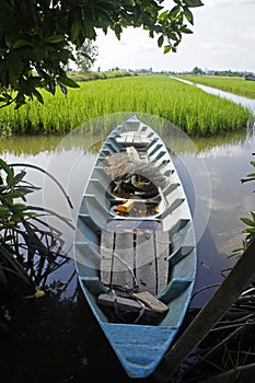 A lonely boat the the rice field