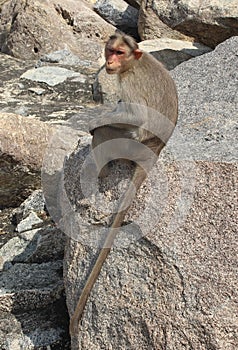 Lonely bonnet Macaque