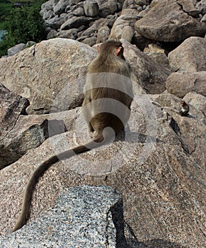 Lonely bonnet Macaque on the hill rocks