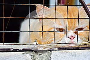 Lonely bored orange cat in cage