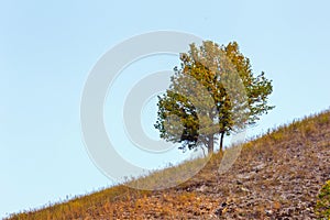 Lone branchy tree on a hillside.