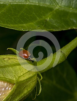 A lonely brown ladybug on a plant branch