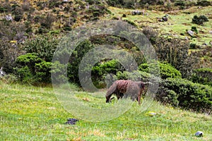 Lonely brown Llama eating along the Inca Trail to Machu Picchu. Peru. No people.