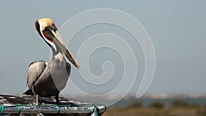 Lonely Brown Pelican on Top of Boat Canopy