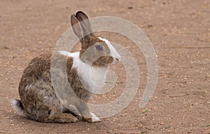 Rabbit sitting on yellow sand
