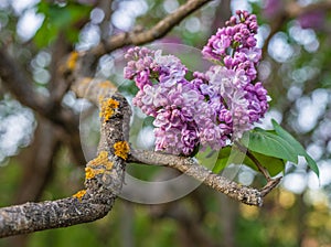 Lonely Bunch of Lilac on an Ornate Branch