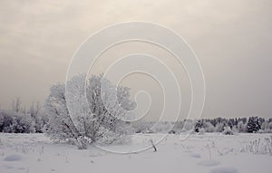 Lonely bush with hoarfrost