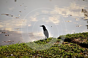 A lonely Butorides striata by the pond