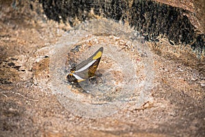 lonely butterfly on rocks