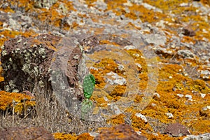 Lonely cactus on the rocks