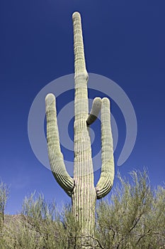 Lonely cactus, Saguaro National Park, Tucson area photo