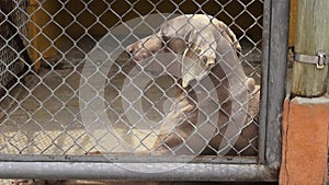 Lonely Caged Dogs, Canines, Neglect, Abuse