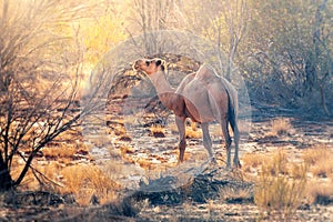 lonely camel in the australian outback
