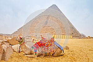 The lonely camel in Giza Necropolis, Egypt