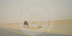 A Lonely Camel On The Road In The Desert Of Saudi Arabia