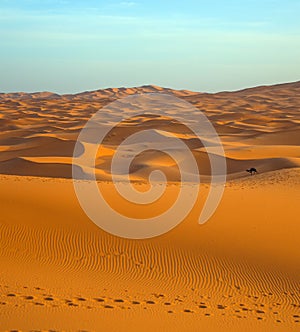 Lonely camel in Sahara Desert in sunset
