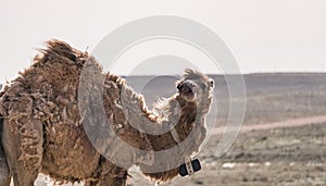 A lonely camel walks in the Kazakh steppe on a hot summer day