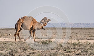 A lonely camel walks in the Kazakh steppe on a hot summer day