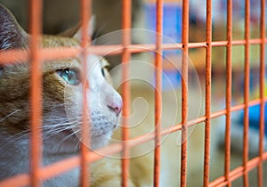 Lonely cat in cage