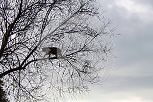 Lonely cat climbing on tree with sky
