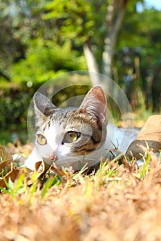 A lonely cat lying on grass