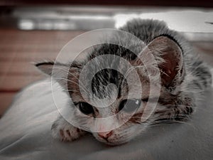 A lonely cat lying on the pillow