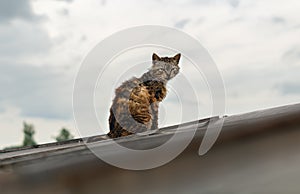 Lonely cat sitting on a roof against a clear sky. A homeless dirty cat sits on the roof. A hungry skinny cat is resting on a rusty