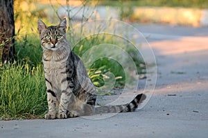 A lonely cat with smart look