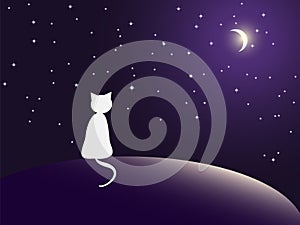 Lonely cat watching stars