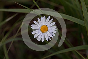 Lonely chamomile flower in the grass