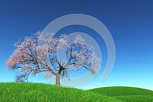Lonely Cherry Blossom Tree in a meadow 3D render