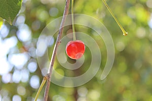 A lonely cherry without its other pare. photo