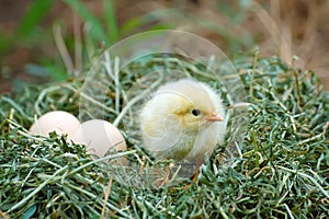 Lonely chicken and eggs