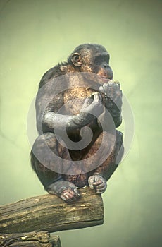 Lonely chimp