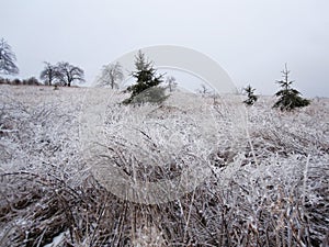 A lonely Christmas tree in a snow-covered fiel