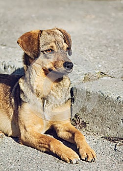 Lonely clever mongrel dog outdoors