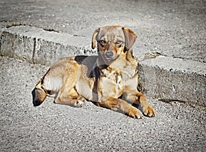 Lonely clever mongrel dog outdoors