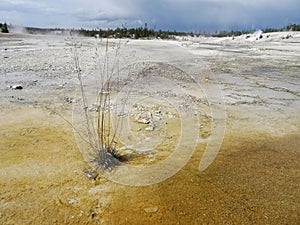 Lonely clump of delicate grass survives on bare hydrothermal crust