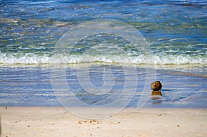 Lonely coconut lies on sandy tropical beach