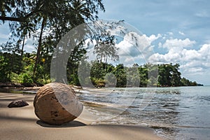 Lonely coconut in Lonely Beach in Koh Rong