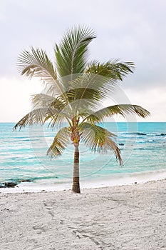 Lonely coconut palm tree on a tropical beach