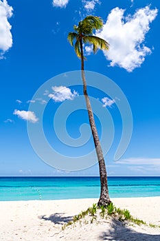 Lonely Coconut Palm tree on white sandy caribbean beach in Punta Cana, Dominican Republic. With fluffy clouds at blue sky