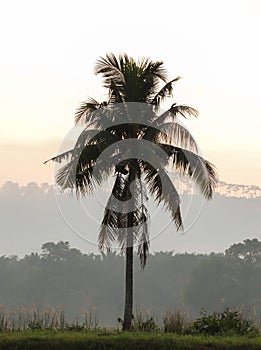 lonely coconut tree at sunrise