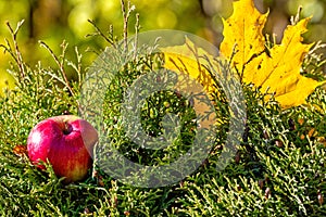 Lonely colorful maple leaf and red apple lying on a moss. Autumn concept - image