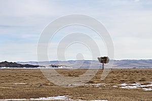 Lonely coniferous beautiful tree on the island of Olkhon in Siberia on the shore of Lake Baikal in spring among dry grass an