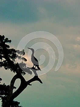 Lonely Cormorant in Bayou