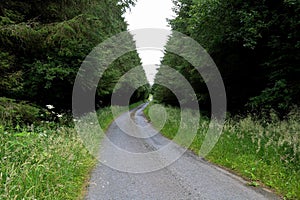 Lonely Country Lane on an Overcast Day