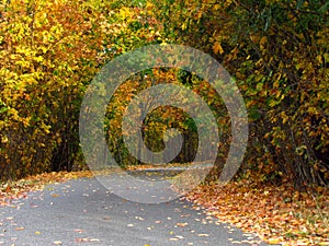 Lonely country road in forest, nice autumn peaceful scenery